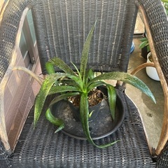 🌟【人気急上昇中🔥】超希少！“マンガベ”観葉植物／多肉植物🌿の画像