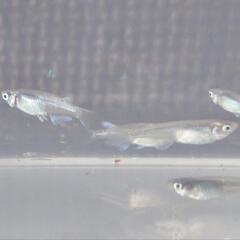 　メダカ　幹之系ロング　幼魚（15匹）の画像