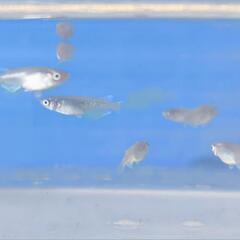 　メダカ　幹之系ロング　幼魚（15匹）の画像
