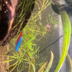 魚と水槽の養子縁組 − 長野県