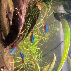 魚と水槽の養子縁組 - 里親募集
