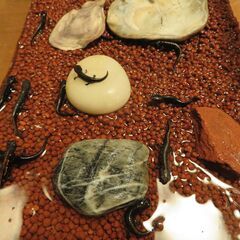 オキナワシリケンイモリ　ベビー　３匹セットの画像