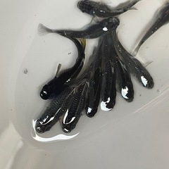 メダカ　ブラックダイヤ　１０匹　セット　予約可能