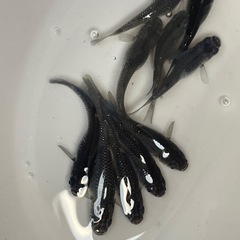 メダカ　ブラックダイヤ　１０匹　セット　予約可能の画像