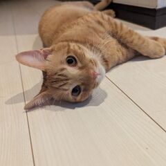 子猫ですが大きめ猫さんです！