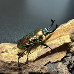 ニジイロクワガタ♂の画像