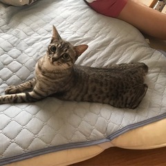 人も猫も大好きな甘えん坊な6才の女の子！
