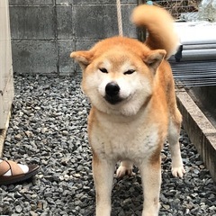 里親の依頼がきましたので募集します
