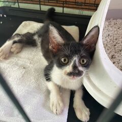 生後2ヶ月程　オスのハチワレ　里親募集