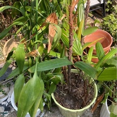 無料 生きてます 植木 植栽 木 ガーデニング 庭木 亀岡市の画像