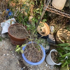 無料 生きてます 植木 植栽 木 ガーデニング 庭木 亀岡市の画像