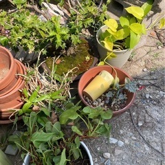 無料 生きてます 植木 植栽 木 ガーデニング 庭木 亀岡市の画像