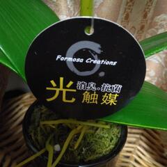 造花　胡蝶蘭の画像