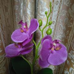 造花　胡蝶蘭の画像
