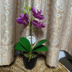 造花　胡蝶蘭の画像