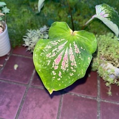 カラジューム ピンクシンフォニー  カラジウムの画像