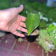 カラジューム ピンクシンフォニー  カラジウムの画像