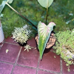 カラジューム ピンクシンフォニー  カラジウムの画像