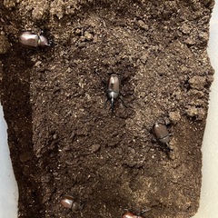 カブトムシ　大量の画像