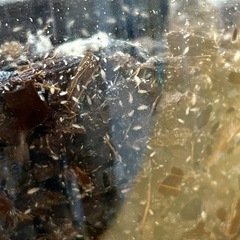 活き餌として栽培していたトビムシの画像