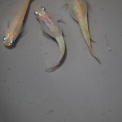 メダカ　小雪稚魚（１㎝前後）　20匹の画像