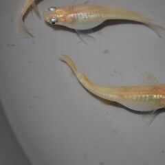 メダカ　小雪稚魚（１㎝前後）　20匹の画像