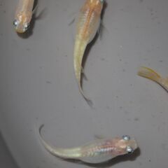 メダカ　小雪稚魚（１㎝前後）　20匹の画像