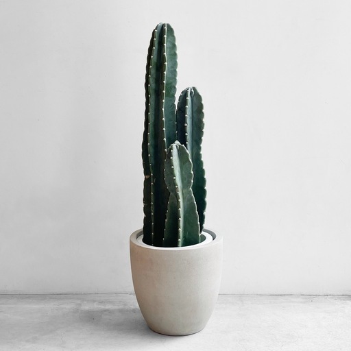 観葉植物 柱サボテン