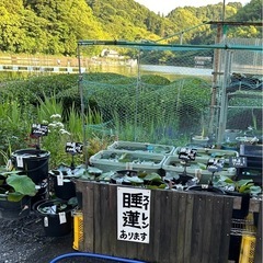 メダカ、ヌマエビ、
睡蓮始めましたの画像