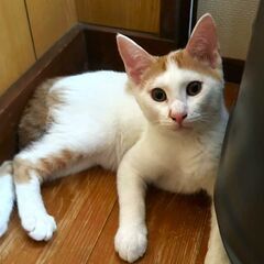 ★譲渡会あります★　元気な茶白くん♪