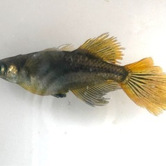 【受け渡し者様決定】¥1,000セール　阿形稚魚6匹の画像