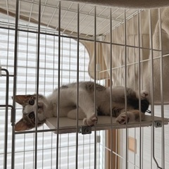 子猫の里親を募集します。 - 糸島市