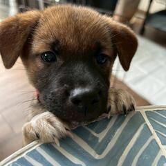 さくらちゃん2ヶ月只今3.3キロキュートな子犬