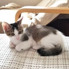 ★譲渡会あります★　人懐こさ抜群です♪
