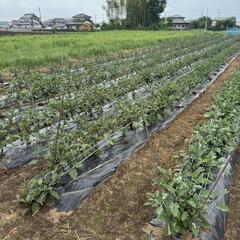 美味しい 採れたて なす　5kgの画像