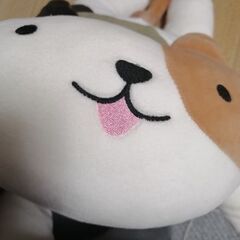 猫の画像