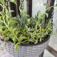 再撮影★オマケ付✳︎最終値下★多肉植物★ハンギングバスケット　吊り下げ式の画像