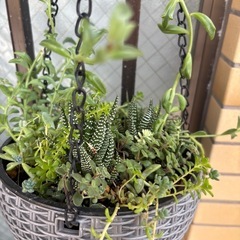再撮影★オマケ付✳︎最終値下★多肉植物★ハンギングバスケット　吊り下げ式の画像