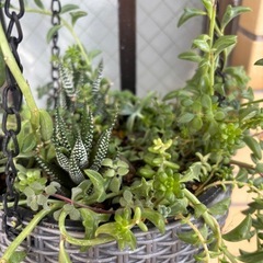 再撮影★オマケ付✳︎最終値下★多肉植物★ハンギングバスケット　吊り下げ式の画像