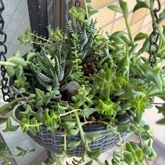 再撮影★オマケ付✳︎最終値下★多肉植物★ハンギングバスケット　吊り下げ式の画像