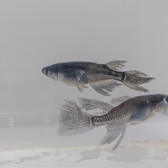 鰭長オロチメダカの画像