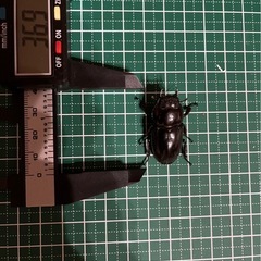 ツシマヒラタ♂１♀2の画像