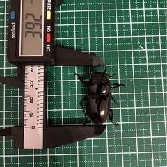 ツシマヒラタ♂１♀2の画像