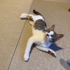 子猫の里親を募集します。 - 猫