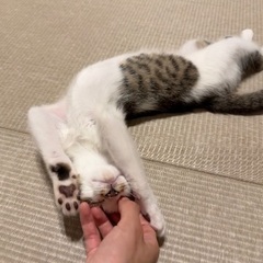子猫の里親を募集します。