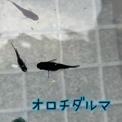 【漆黒】オロチメダカ タマゴ20個＋αセットの画像