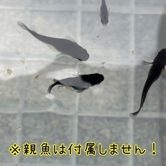 【漆黒】オロチメダカ タマゴ20個＋αセットの画像