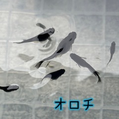 【漆黒】オロチメダカ タマゴ20個＋αセットの画像