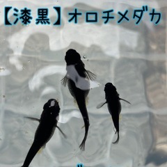 【漆黒】オロチメダカ タマゴ20個＋αセット