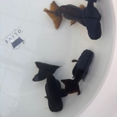 金魚 ★黒らんちゅう★  ‪☆1匹800円‪☆ 約6～7.5cmの画像